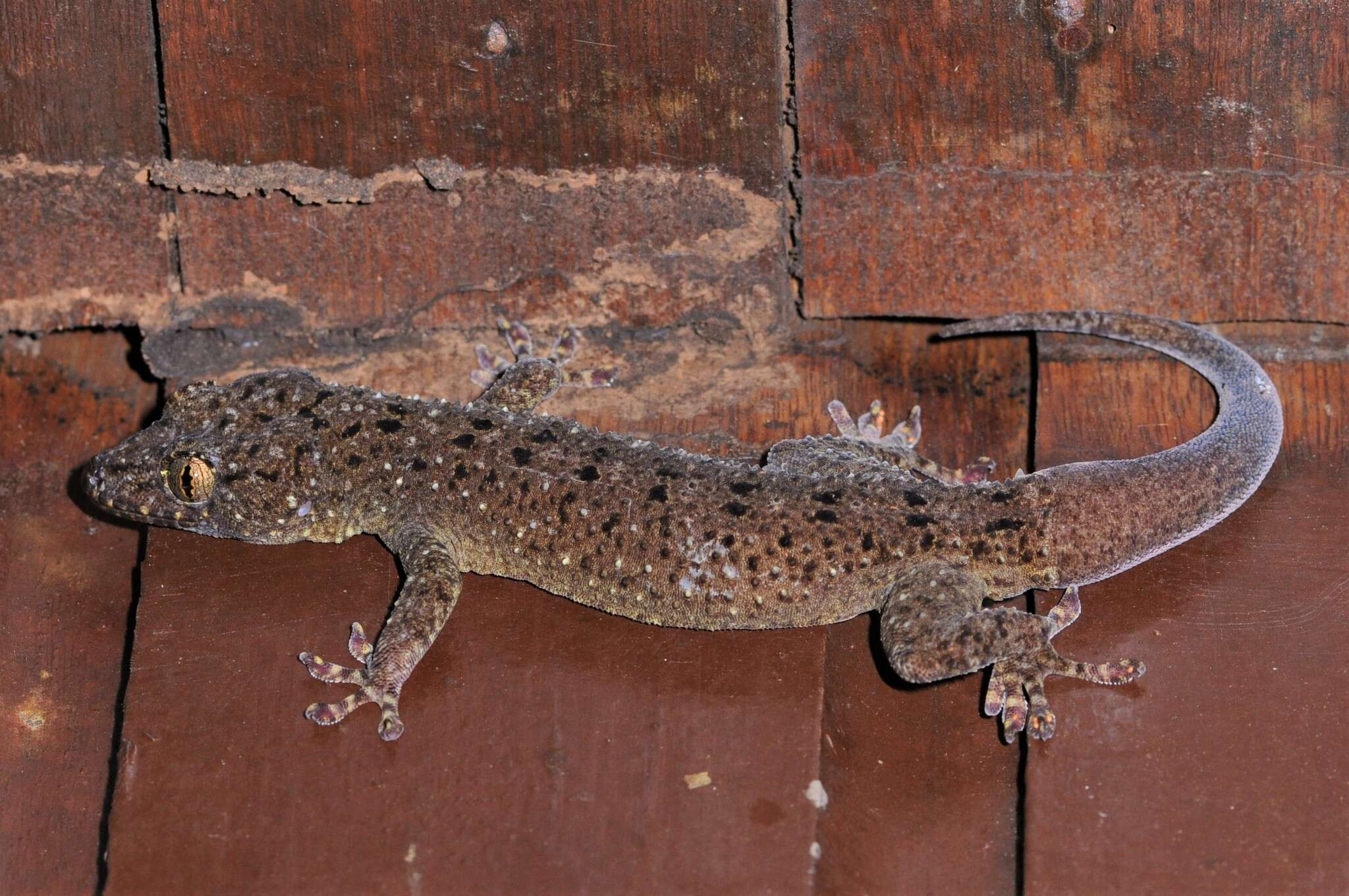 صورة Gekko monarchus (Schlegel 1836)