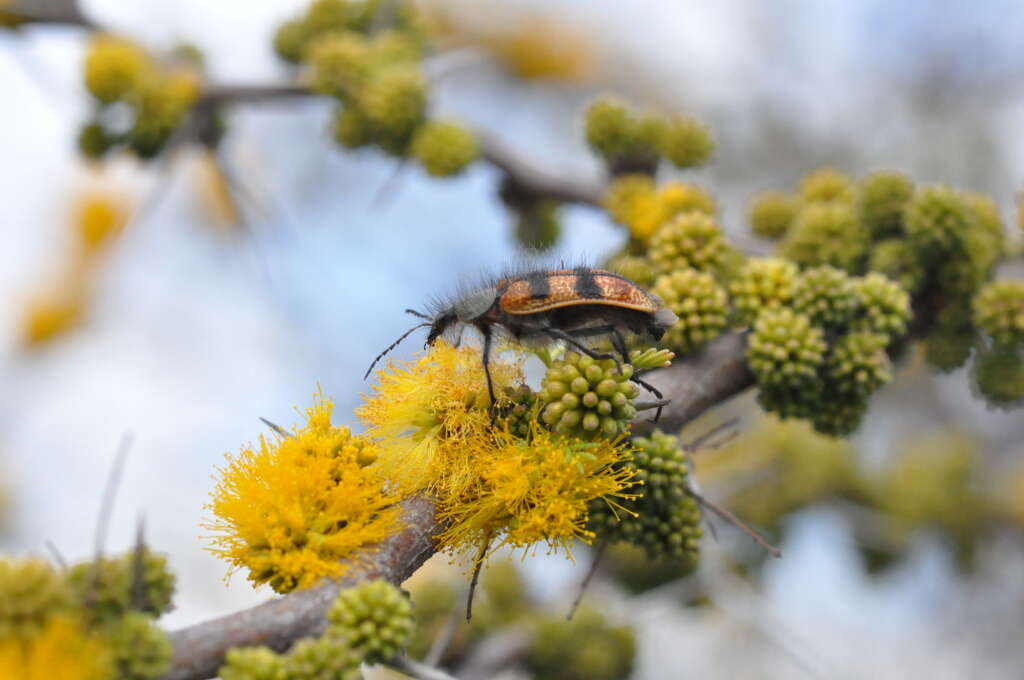 Plancia ëd Vachellia caven (Molina) Seigler & Ebinger