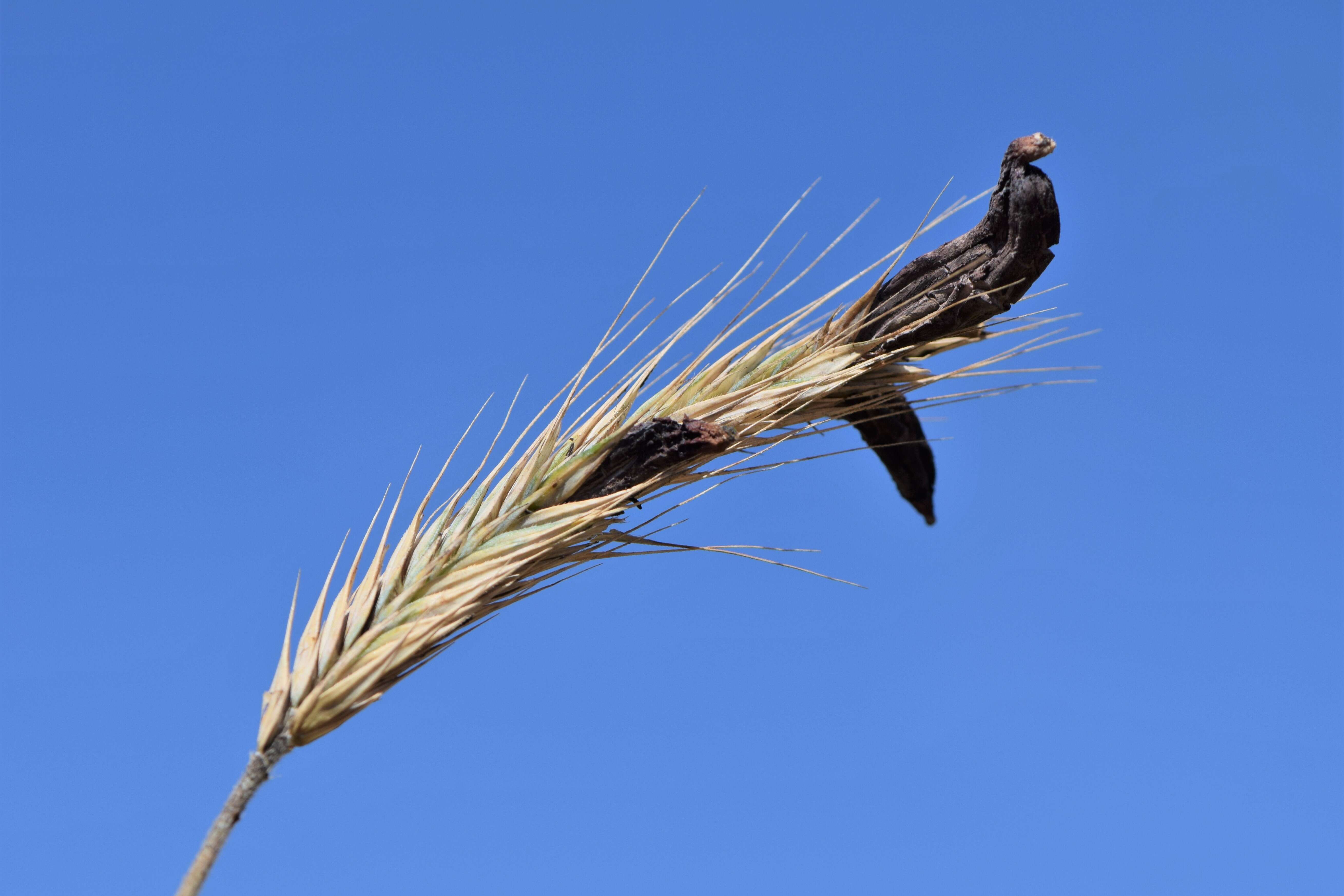 Image of Ergot