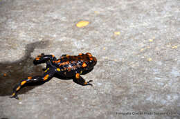 Image of Chile False Toad