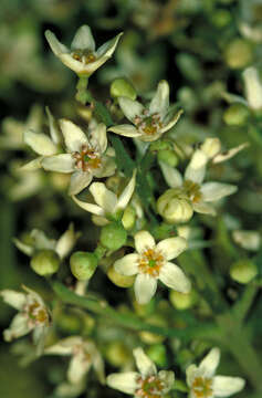 Image of Flindersia schottiana F. Müll.