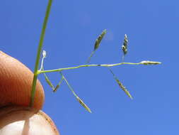 Image of Australian lovegrass