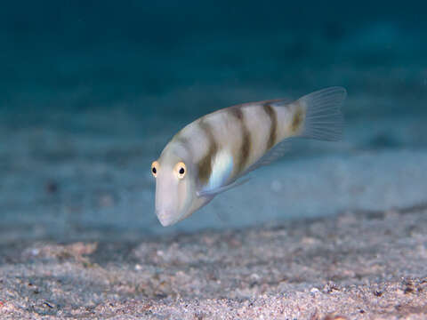 Image of Whitepatch razorfish