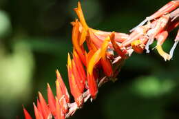 Image of Pitcairnia brittoniana (Mez) Mez