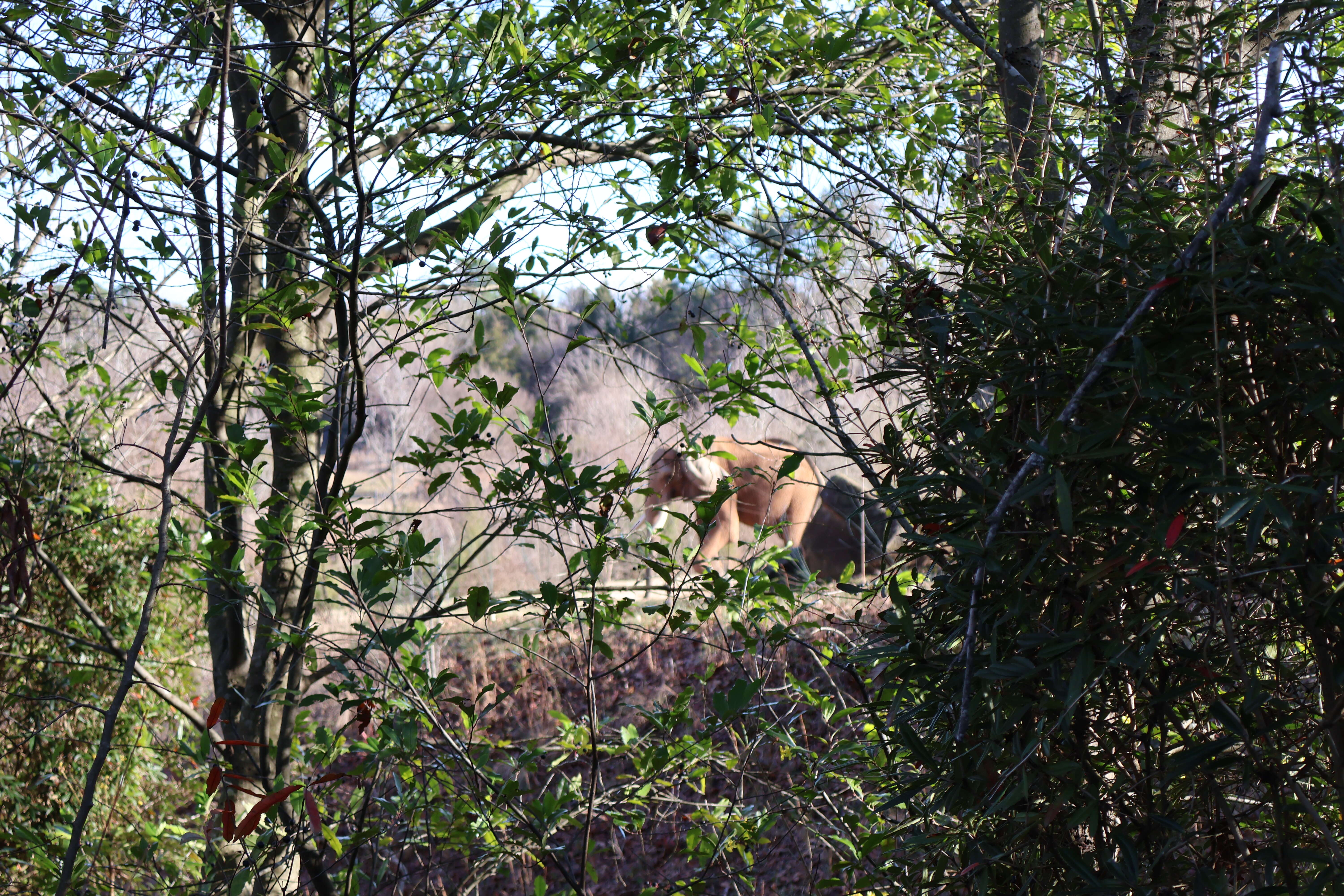 Image of African elephant