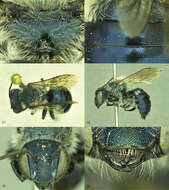 Image of Osmia calaminthae