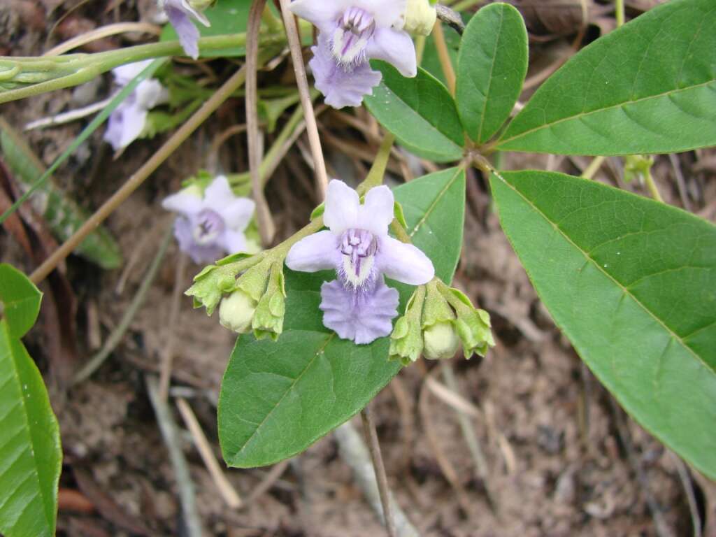 Image of Vitex megapotamica (Spreng.) Moldenke