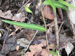 Commelina lanceolata R. Br.的圖片