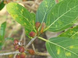 Ficus cotinifolia Kunth的圖片