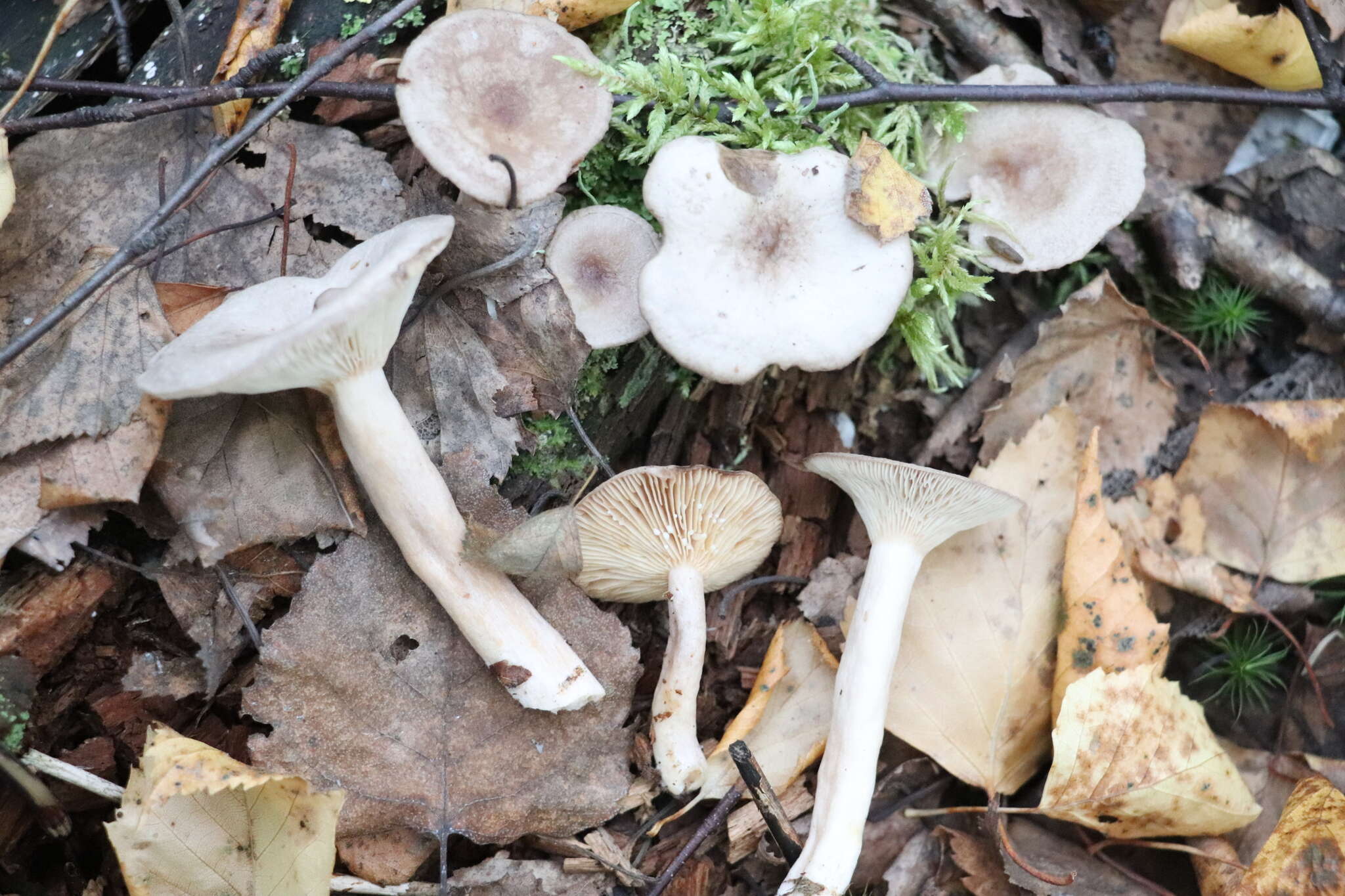 Image of Grey milkcap