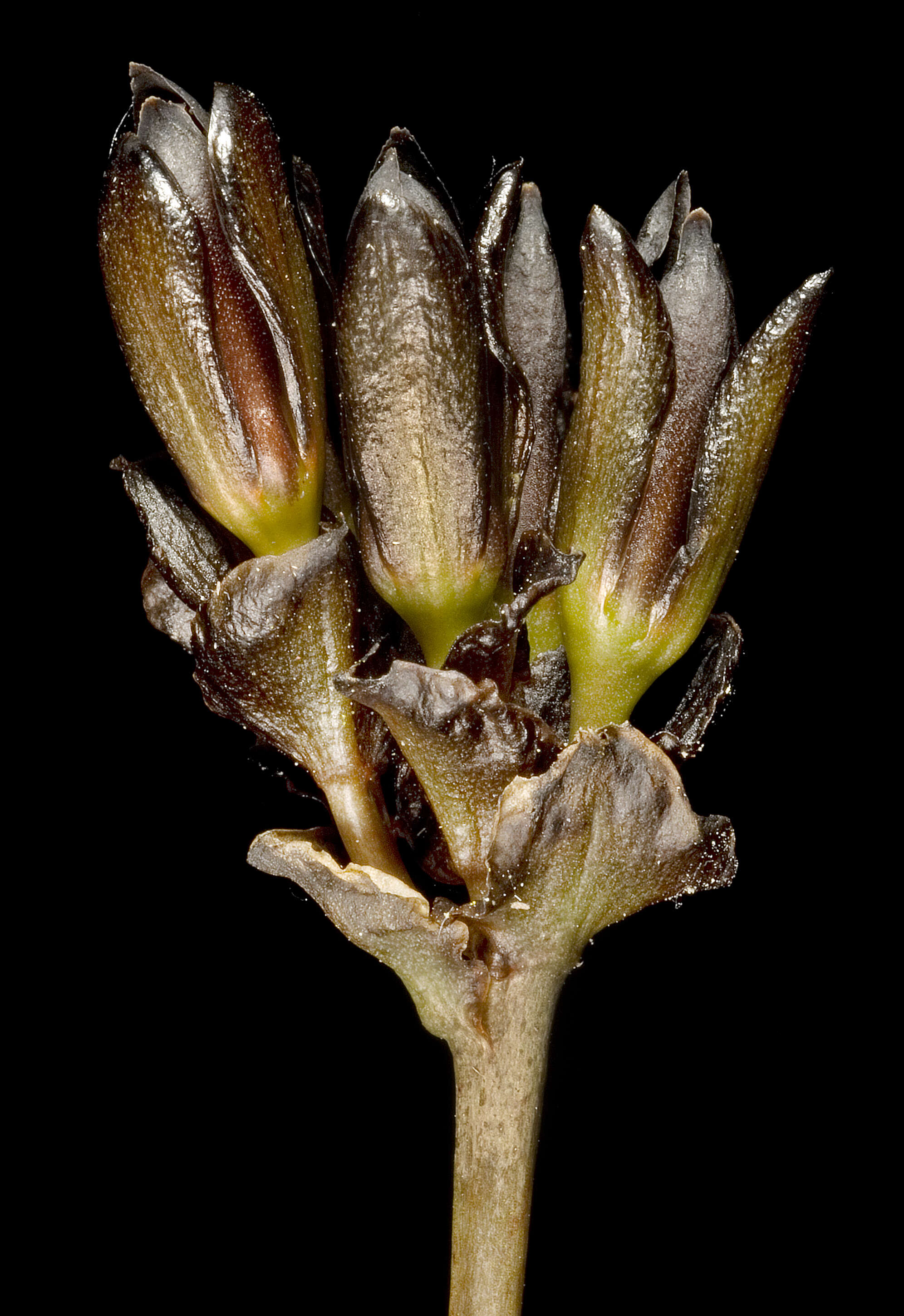Image of Haemodorum simplex Lindl.
