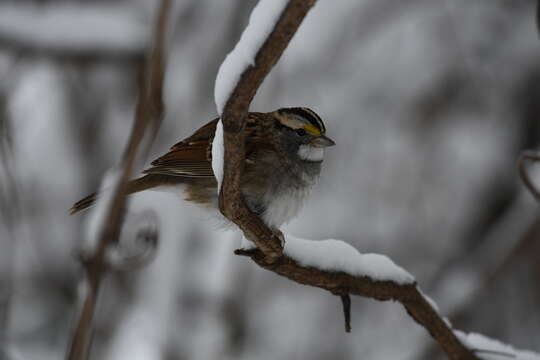 Image of White-throated Sparrow