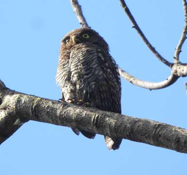 Image of Jungle Owlet