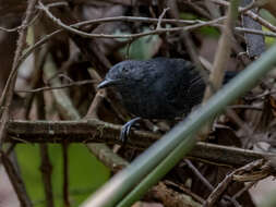 Image of Riparian Antbird