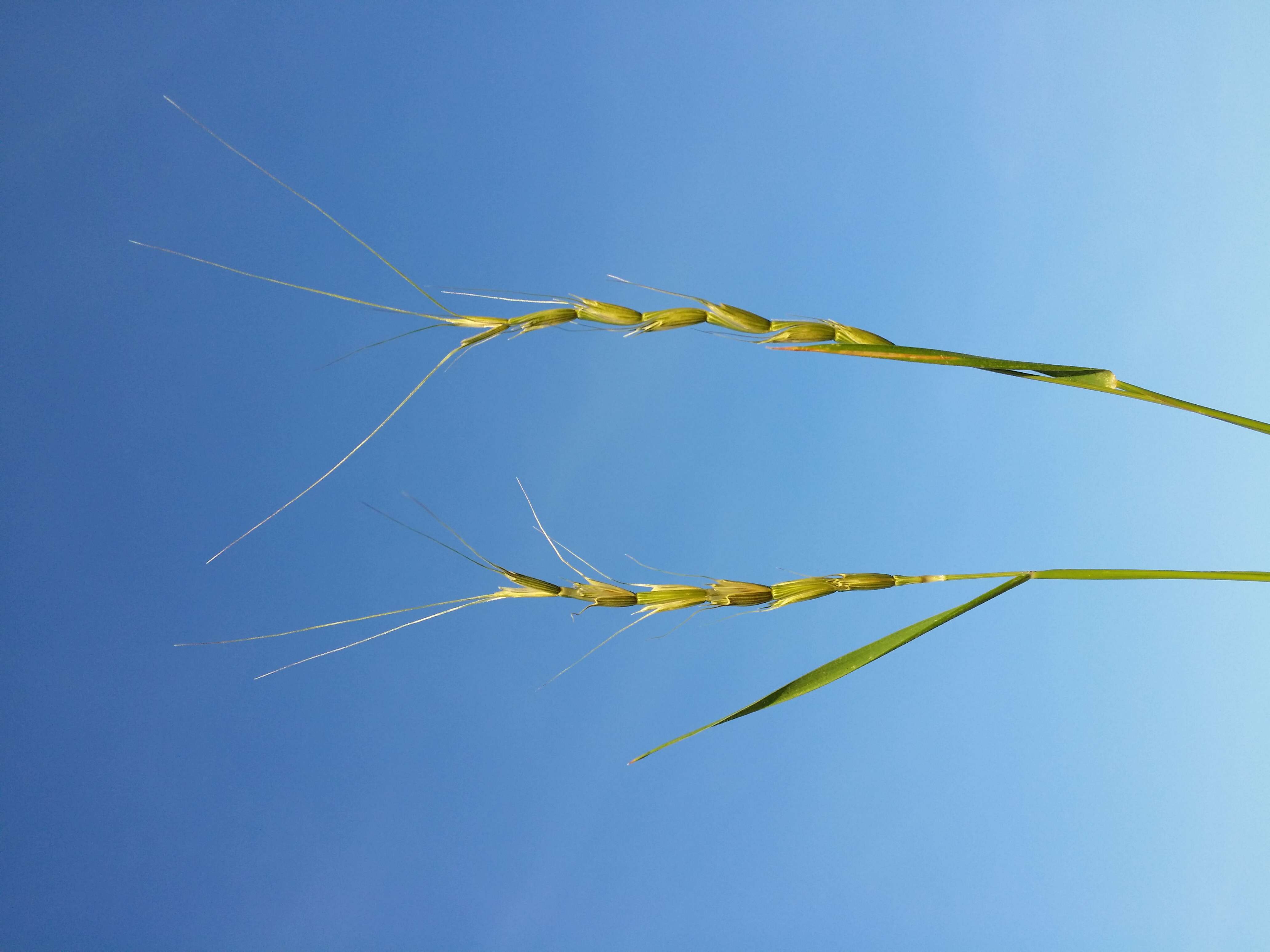 Plancia ëd Aegilops cylindrica Host