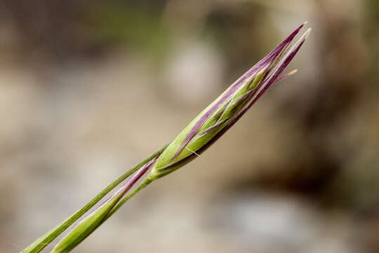 Image of onespike danthonia