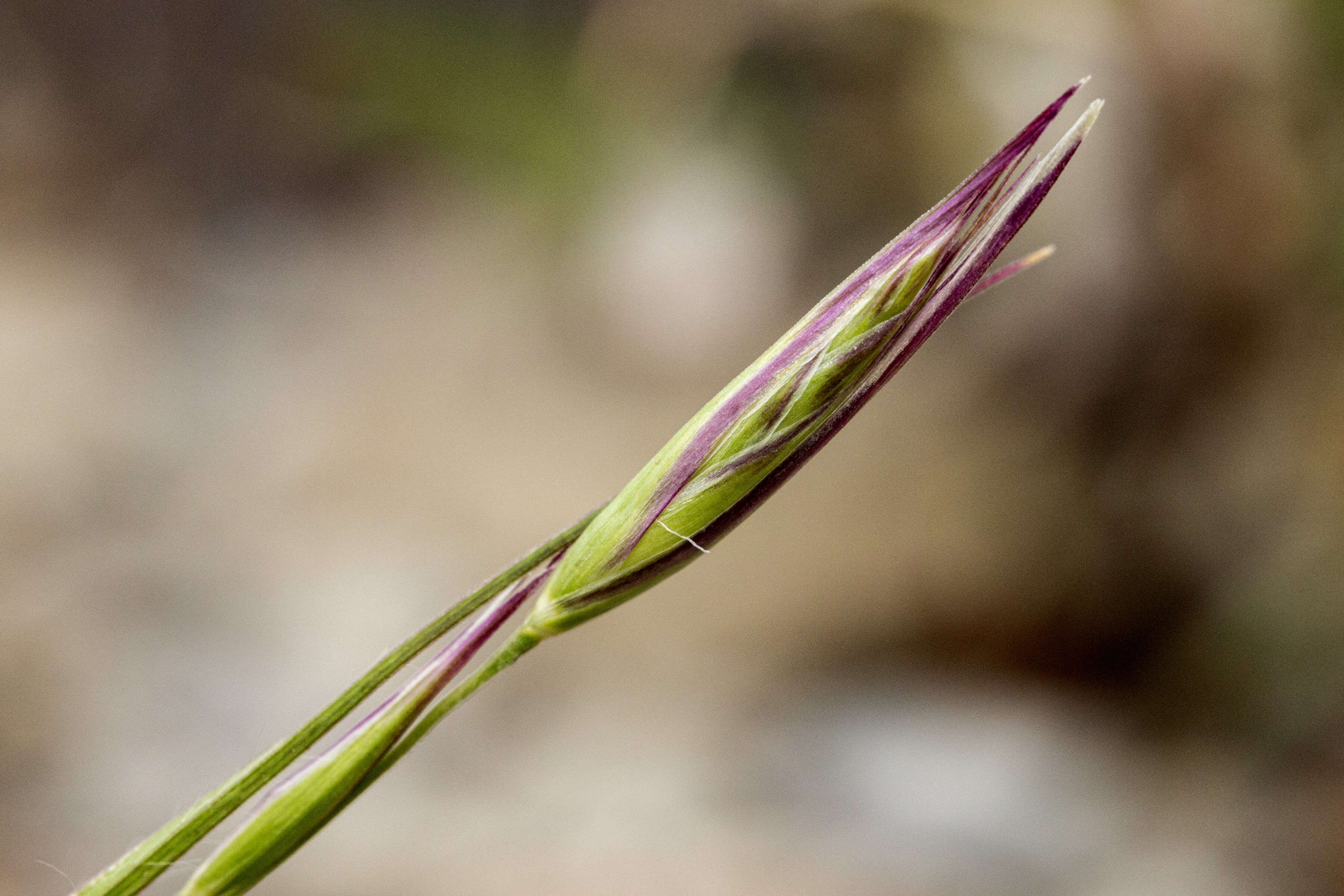 Image de Danthonia unispicata (Thurb.) Munro ex Macoun