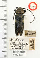 Niphona alboplagiata Breuning 1938的图像