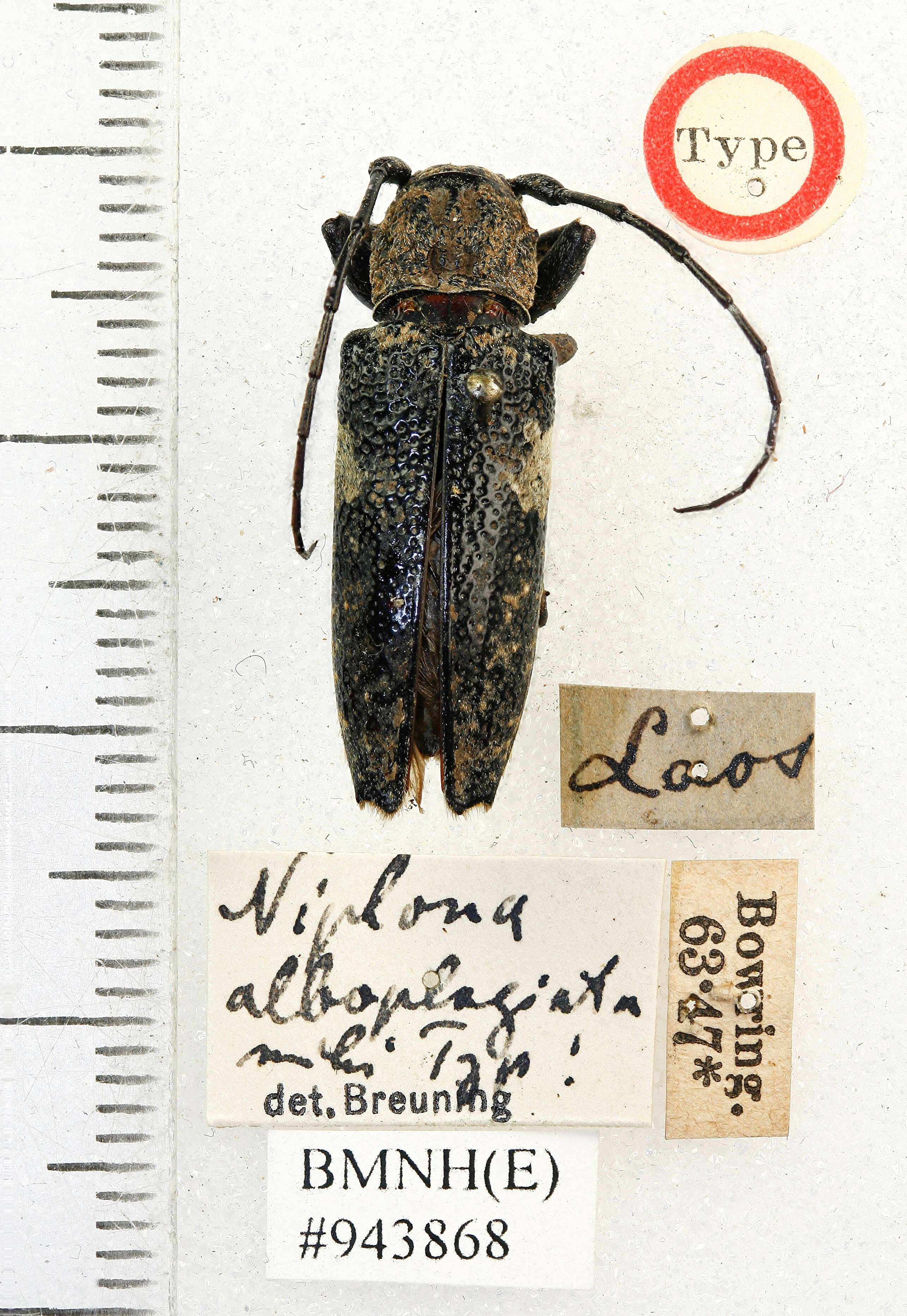 Niphona alboplagiata Breuning 1938的图像