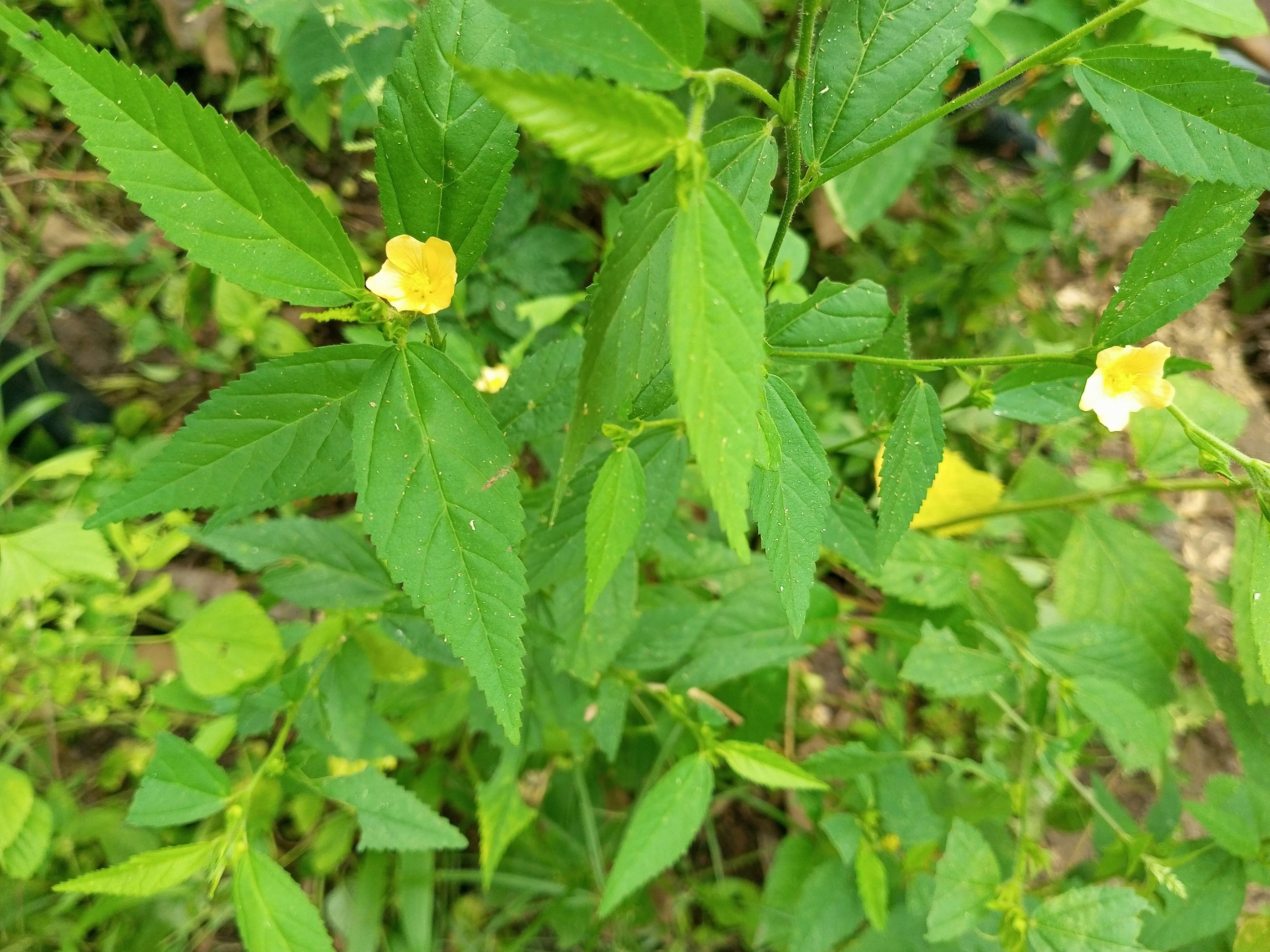 Image of common wireweed