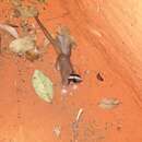 Sivun Sulkahäntäopossumi kuva