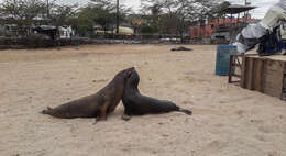 Image of Galapagos Fur Seal