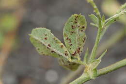 Image of Uromyces striatus J. Schröt. 1870