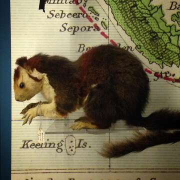 Image of Grizzled Giant Squirrel