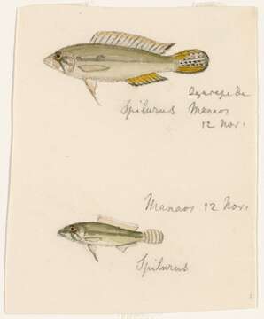 Image of Apistogramma