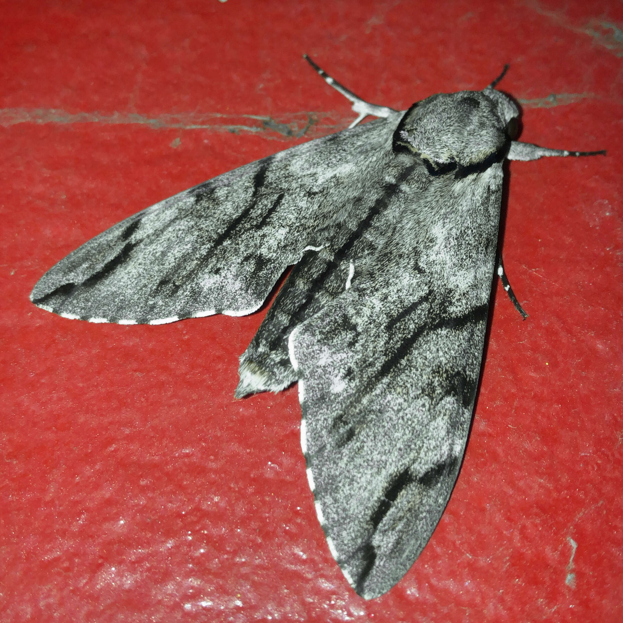 Image of Gray hawk moth