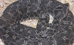 Imagem de Bothrops ammodytoides Leybold 1873