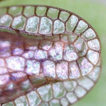 Image of Foliaceous Lace Bug