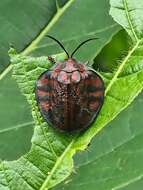 Discomorpha (Discomorpha) variegata (Linnaeus 1758)的圖片