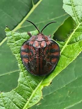 Discomorpha (Discomorpha) variegata (Linnaeus 1758)的圖片