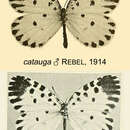 Image de Pentila cloetensi Aurivillius 1897