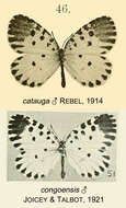 Image de Pentila cloetensi Aurivillius 1897