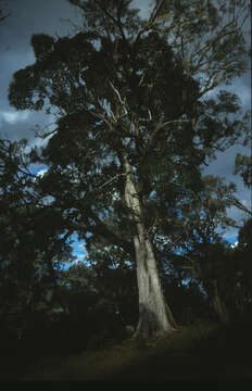 Image of Ficus obliqua G. Forster