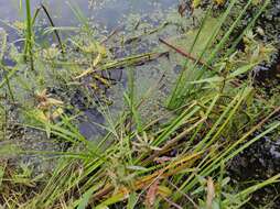 Image of Rootless Duckweed