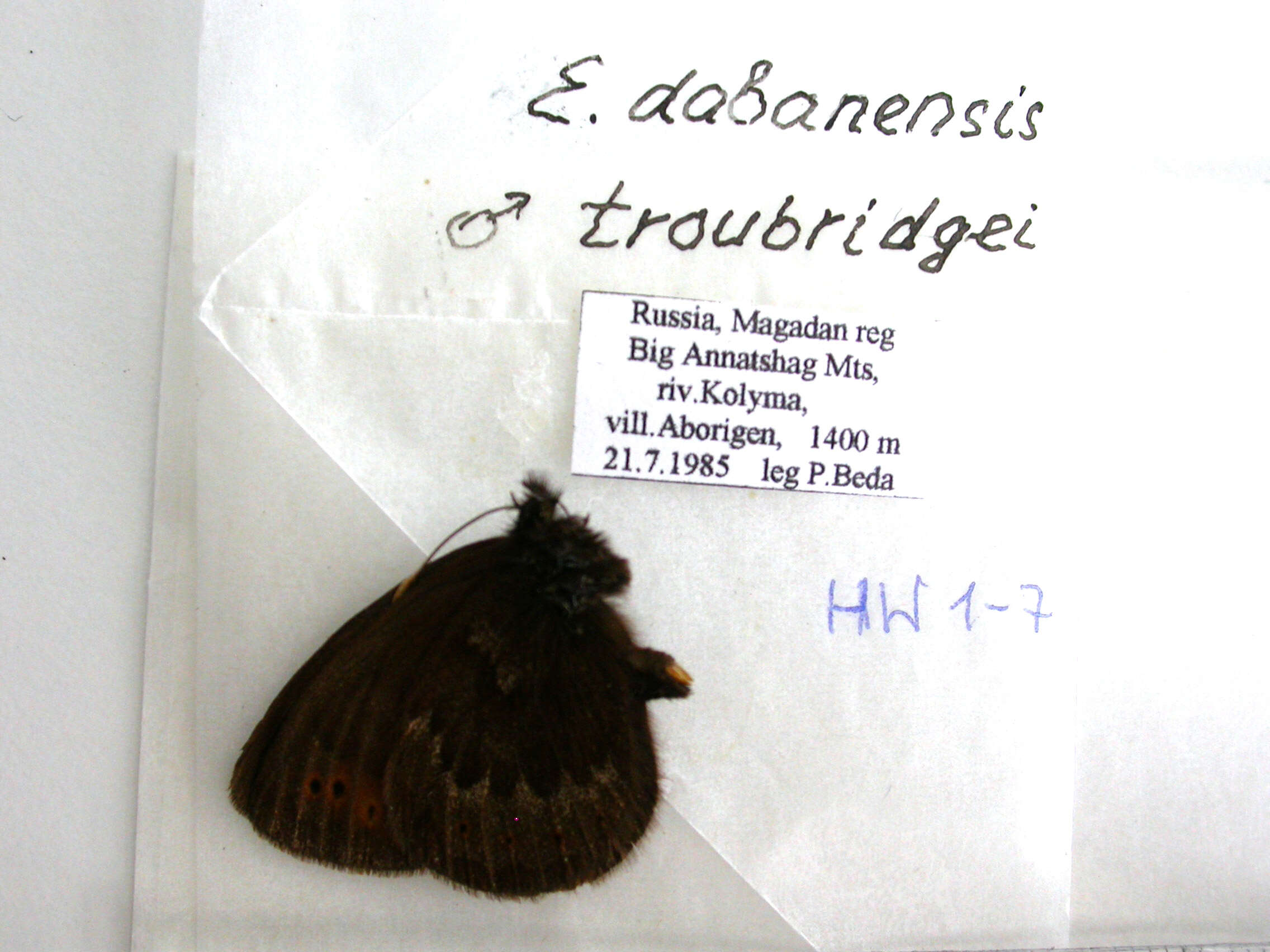 Image of Erebia dabanensis Erschoff 1871