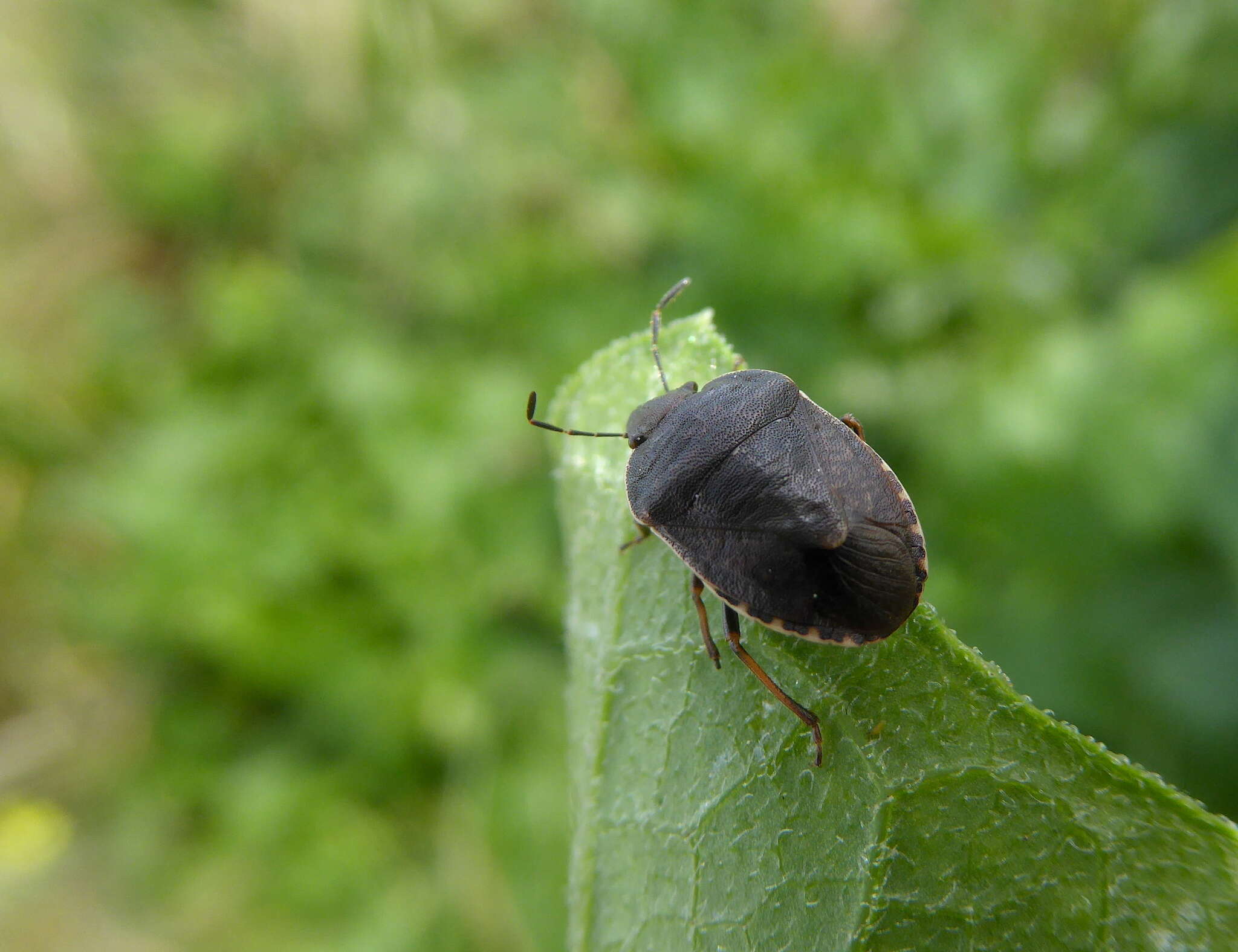 Image of stink bugs