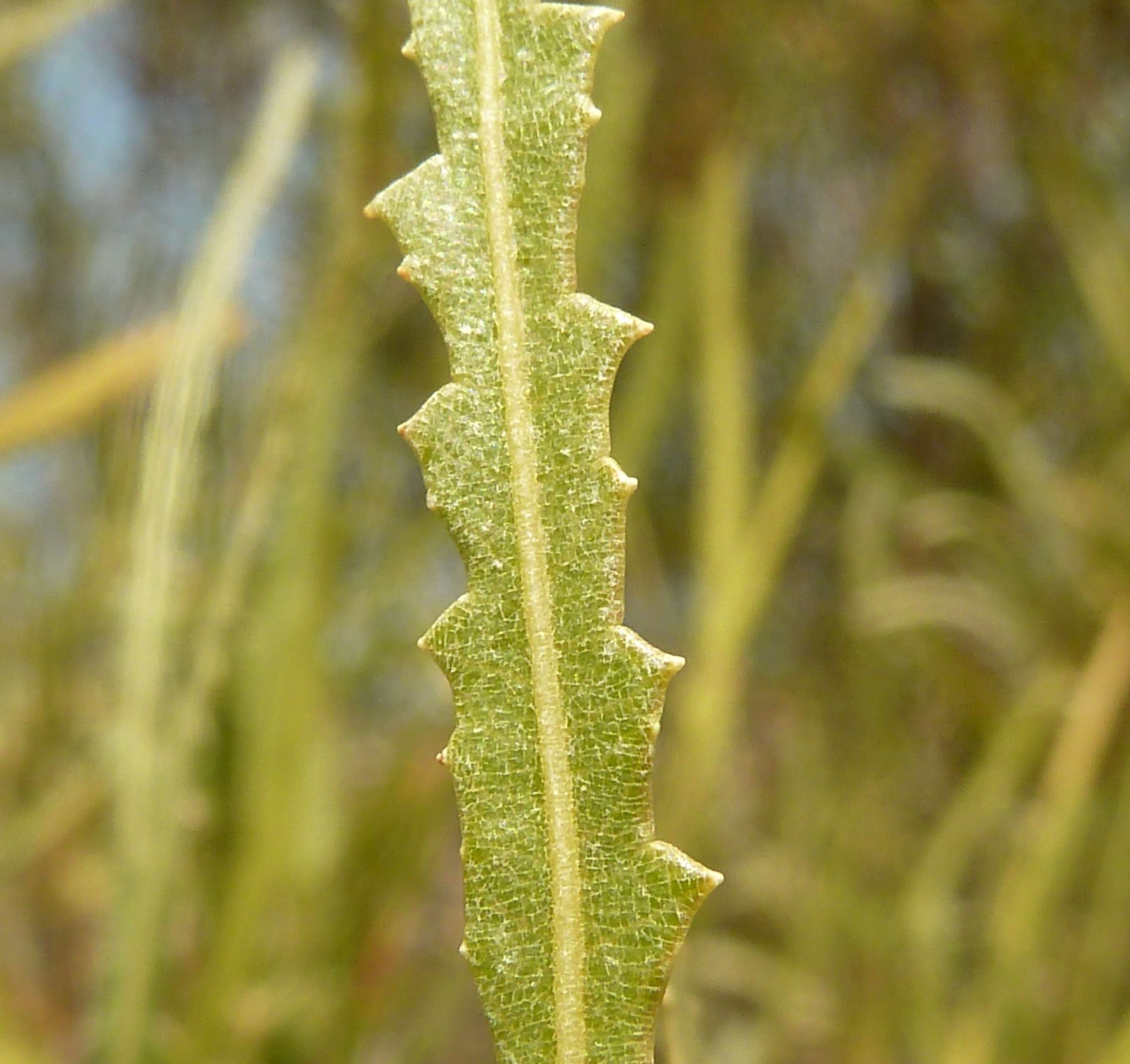 Image of Searsia erosa (Thunb.) Moffett