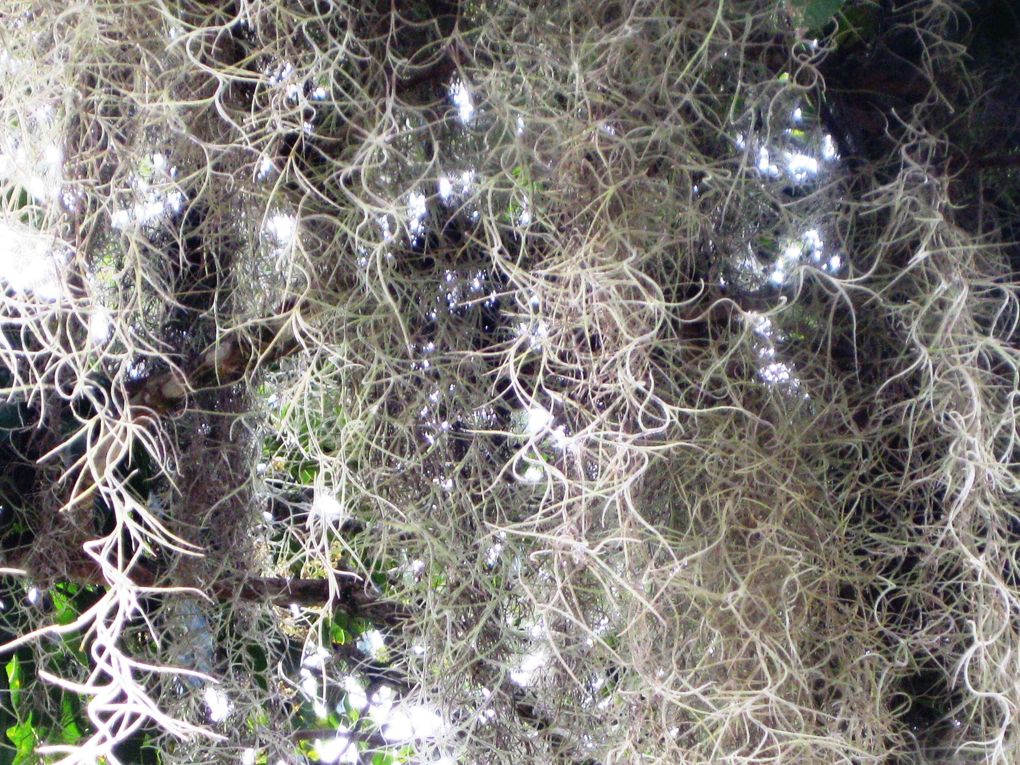 Image of Spanish moss