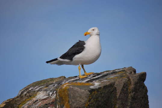 Image of Kelp Gull