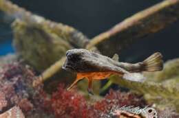 Image of Redbellied batfish