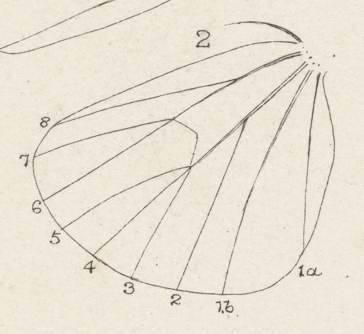 Image of Metacrias erichrysa Meyrick 1887