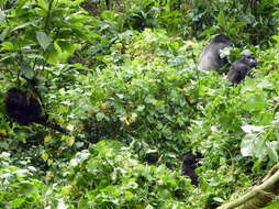 Image of Mountain Gorilla