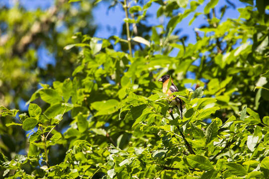 Image of Black-headed Grosbeak