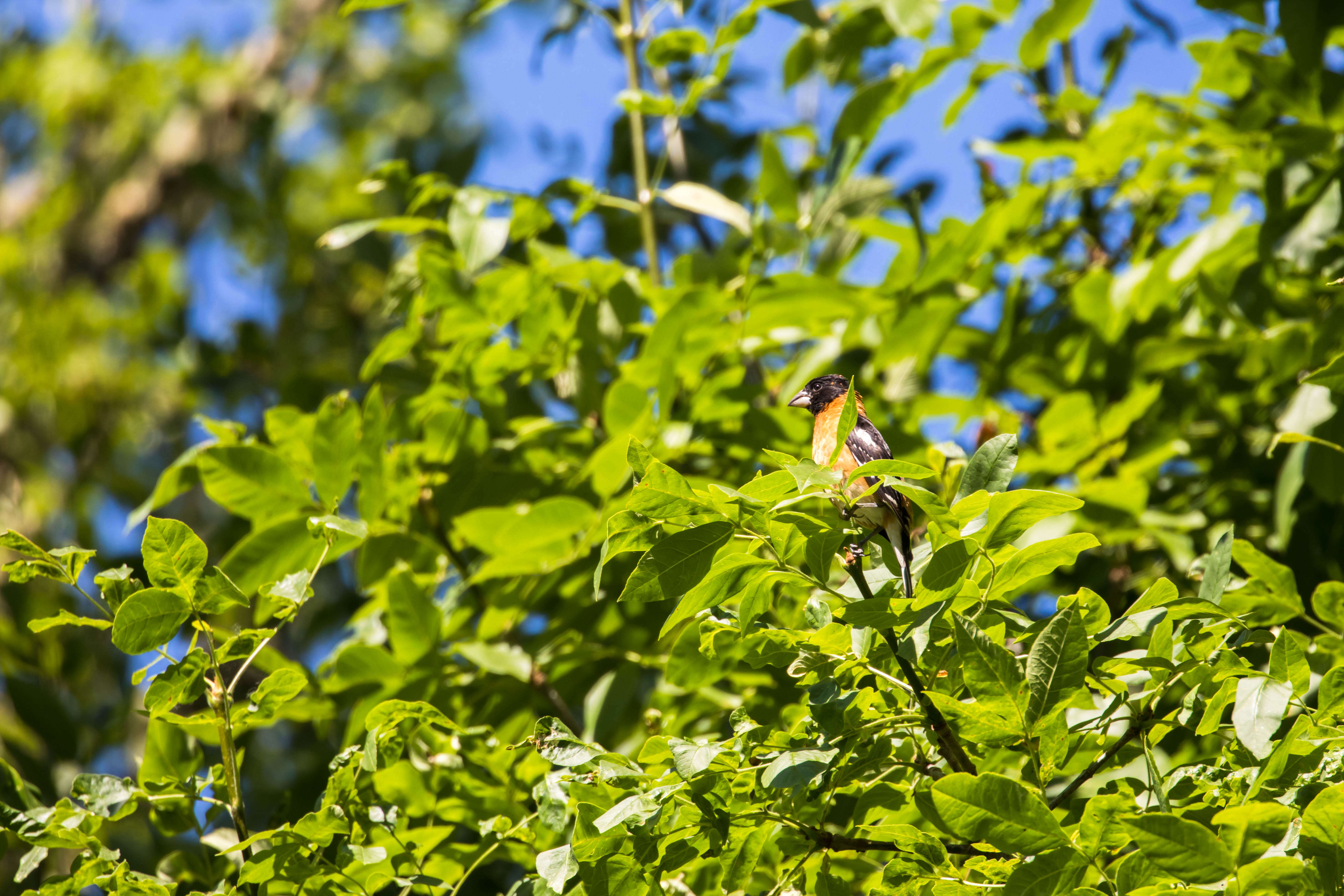 Image of Black-headed Grosbeak