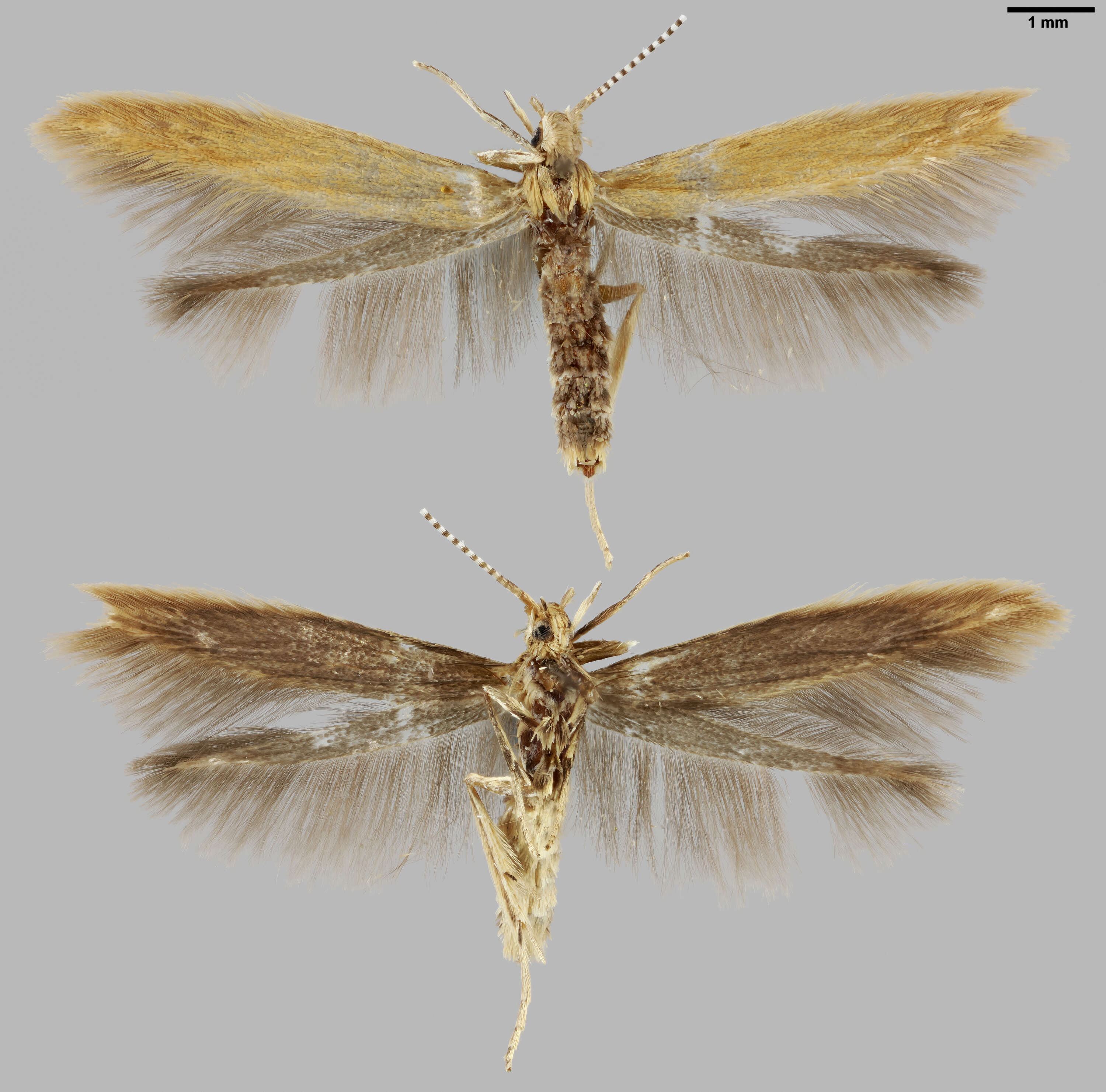 Imagem de Coleophora lithargyrinella Zeller 1849