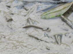 Image of Great blue spotted mudskipper